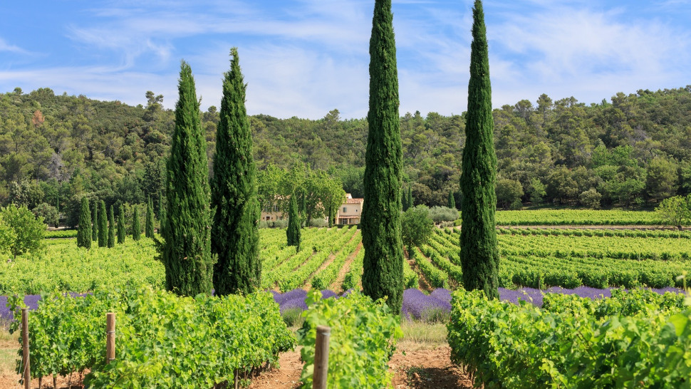 The Château La Calisse vineyard at Pontevès in Provence