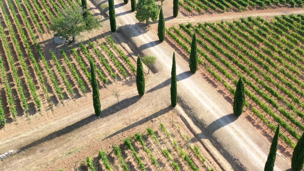 Vineyards and cypress avenue at Château La Calisse in Provence